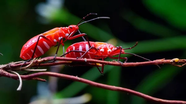 Insect macro photography micro insect