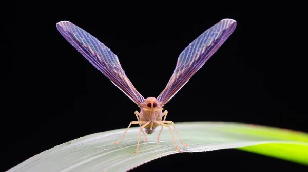 昆虫マクロ写真マイクロ昆虫 — ストック写真