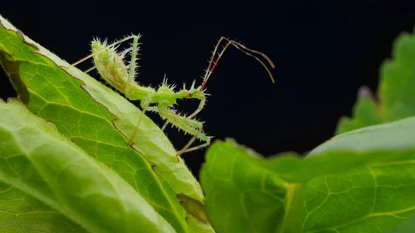 Böcek Makro Fotoğraf Mikro Böceği — Stok fotoğraf