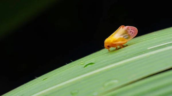 Insect macro photography micro insect