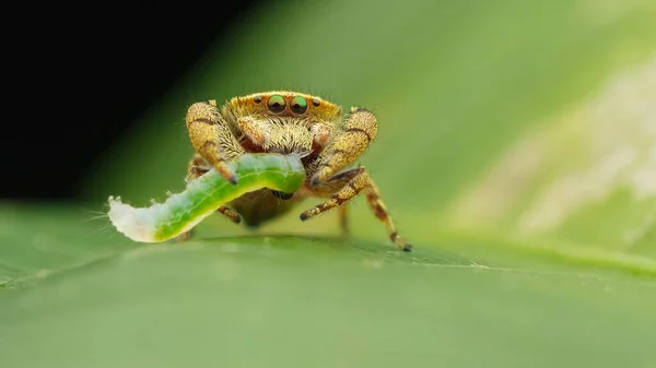 Insekt Makrofotografie Mikroinsekt — Stockfoto