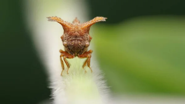 Insect macro photography micro insect