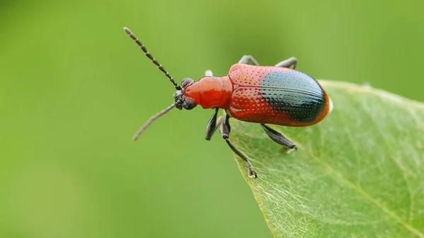 Insect Macro Fotografie Micro Insect — Stockfoto