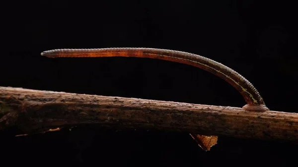 Insect Macro Photography Micro Insect — Stock Photo, Image