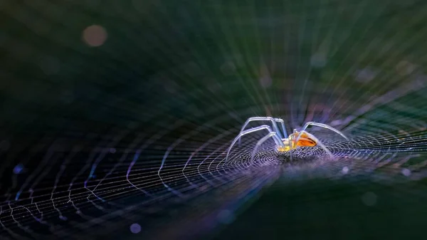 Böcek makro fotoğraf mikro böceği