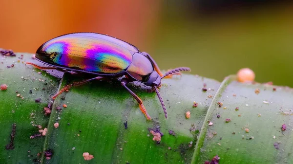 Insect Macro Fotografie Micro Insect — Stockfoto