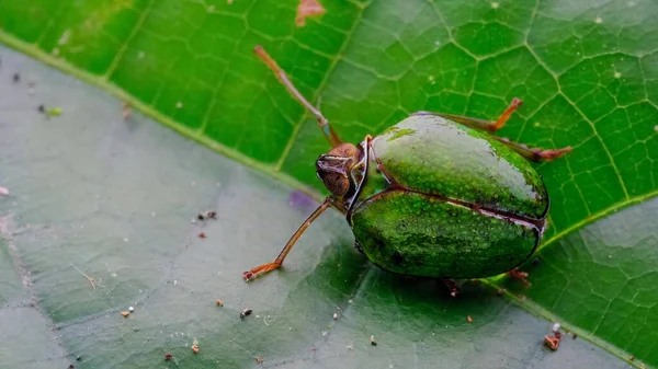 Insect macro photography micro insect