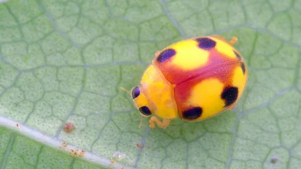 Böcek makro fotoğraf mikro böceği