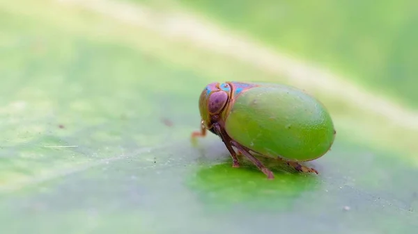 Insect Macro Fotografie Micro Insect — Stockfoto