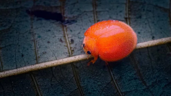 Μικροέντομο Μικροφωτογράφησης Εντόμων — Φωτογραφία Αρχείου