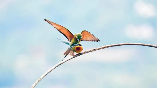 Bir grup sülün vurun