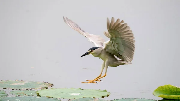 Bir grup yırtıcı kuş.