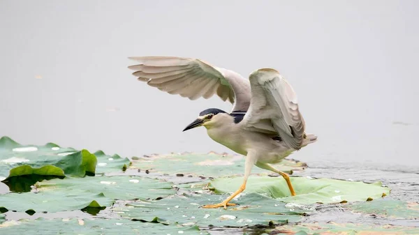 Bir grup yırtıcı kuş.