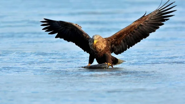 Bir grup yırtıcı kuş.