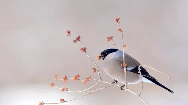 Bir grup gri serçe gümüş serçe.