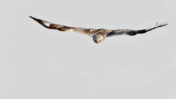 A group of hairy-footed prey