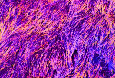 mor ve turuncu neon renkli. Soyut 