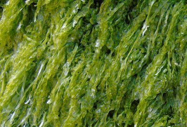 Rock havuzunun içinde canlı ıslak deniz yosunu