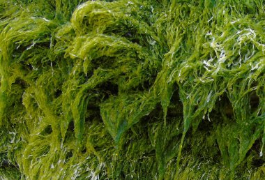 Cornish sahilinde canlı yeşil deniz yosunu