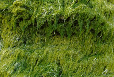 Rockpool 'da yemyeşil deniz yosunu