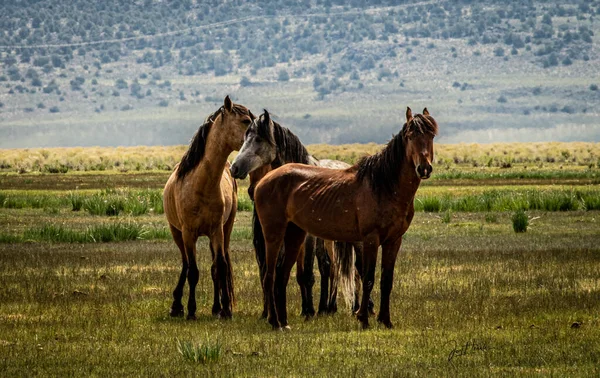 Üç, Adobe Vadisi, Blm Land, California 'da arka planda tepelerle yeşil çimlerde otlayan güzel, vahşi atlar.