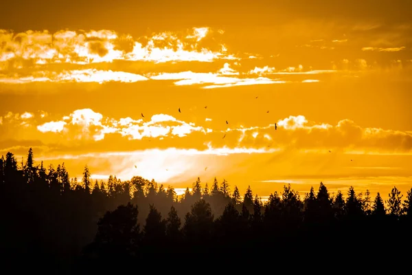 Güzel, sarı gün batımı tepelerde siluetli ağaçların üzerinde akbabalar ve bakireler, beyaz bulutlar