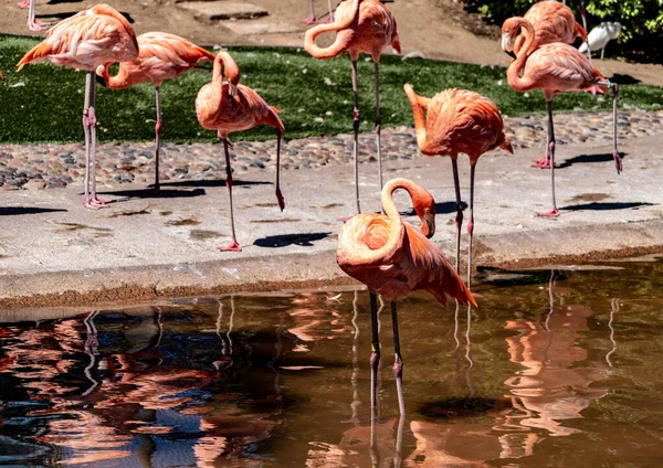 Su yansımaları olan bir gölette güzel, pembe flamingolar.
