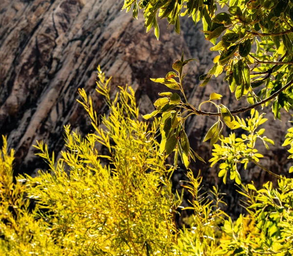 Bahar Dağı Parkı, Nevada, Ekim 'de kızıl kaya, yeşil bitki örtüsü ve mavi gökyüzü
