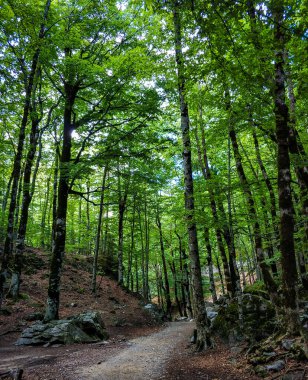 Ordesa Doğal ParkA yürüyüş yapmayı ve güzel şelaleleri olan her şeyden kopmayı sevenler için harika bir yer. Korsanların doğasını keşfetmek için mükemmel..