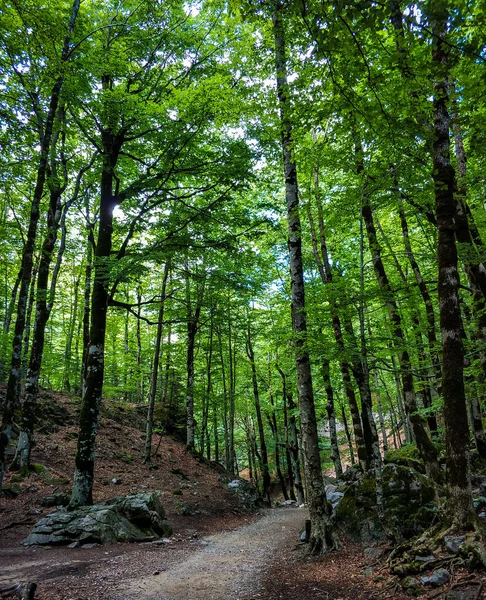 Ordesa Doğal ParkA yürüyüş yapmayı ve güzel şelaleleri olan her şeyden kopmayı sevenler için harika bir yer. Korsanların doğasını keşfetmek için mükemmel..