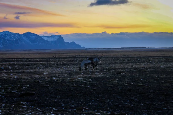 Zlanda Günbatımının Tadını Çıkaran Çift — Stok fotoğraf