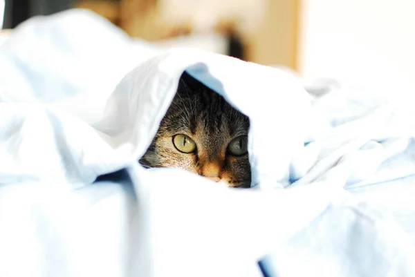 Kot Pod Przykrywką Ukrywa Się Pod Pościelą — Zdjęcie stockowe