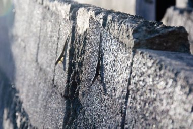 Lezardlar parlak bir duvarda sürünüyorlar.