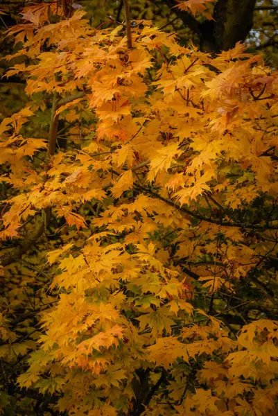 Naranja Colorido Árbol Del Otoño —  Fotos de Stock