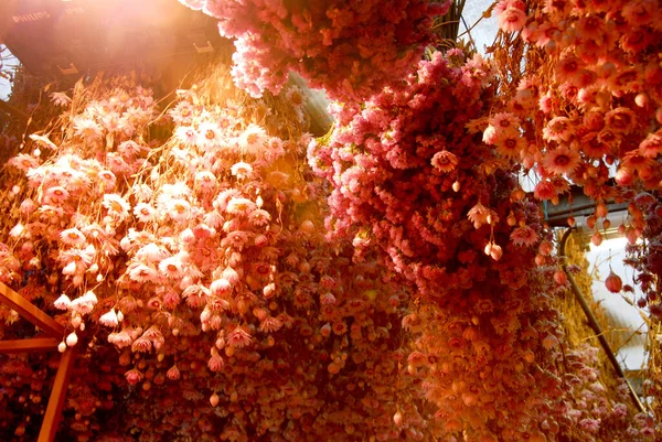 Ανθοδέσμες Από Ροζ Λουλούδια Που Κρέμονται Ένα Ανθοπωλείο Άμστερνταμ Αγορά — Φωτογραφία Αρχείου