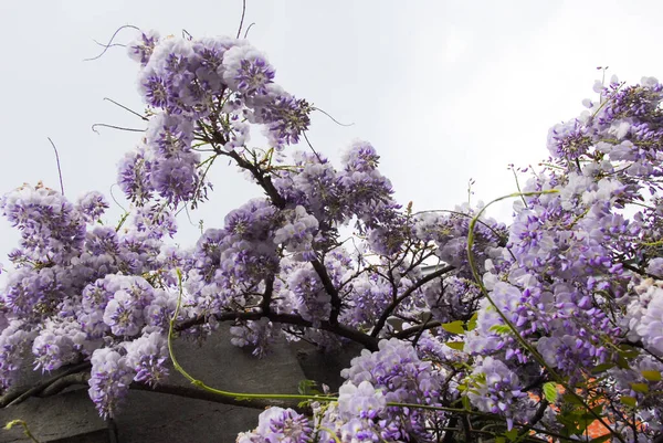 Albero Viola Fiori Albero Fiore — Foto Stock