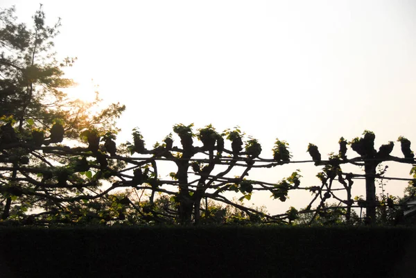 Ağaçların silueti - sessiz bir yer