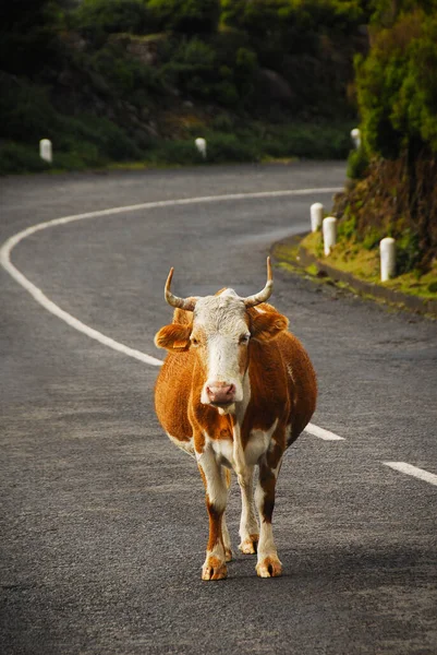 A wild cow standing in the middle of the street in the Highlands, Scotland