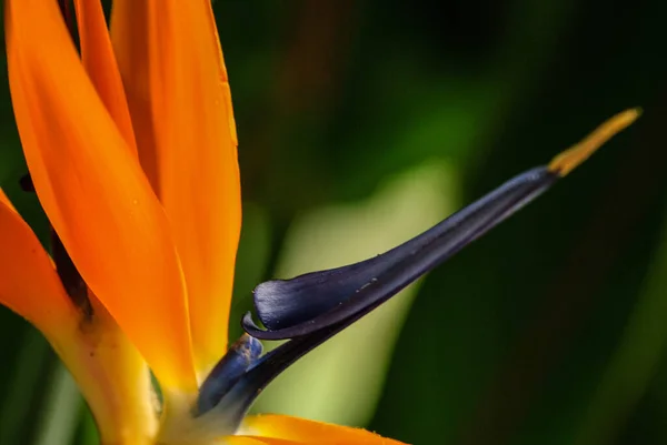 Bird of paradise flower in the botanic garden of Funchal, Madeira, Portugal