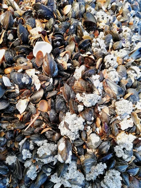 Oostend sahilinde deniz kabuğu yığını