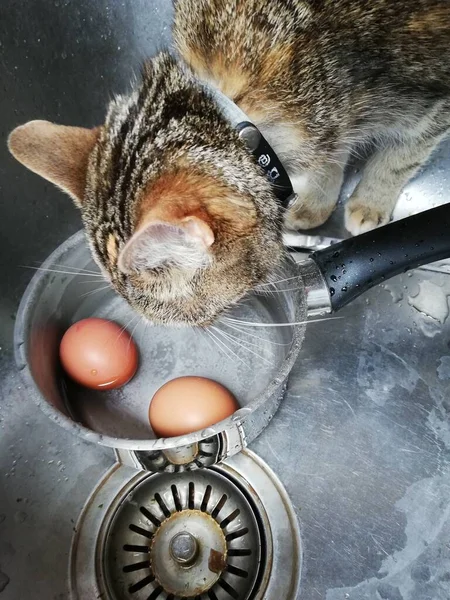 Kot Pijący Wodę Patelni Jajecznej — Zdjęcie stockowe