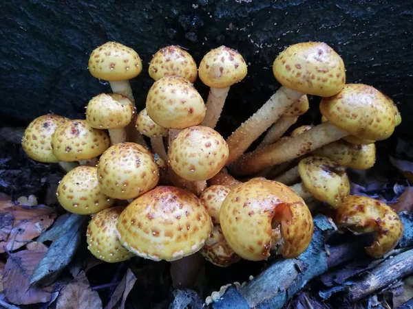 Groupe Champignons Jaunes Poussant Entre Les Feuilles Automne Vue Haut — Photo