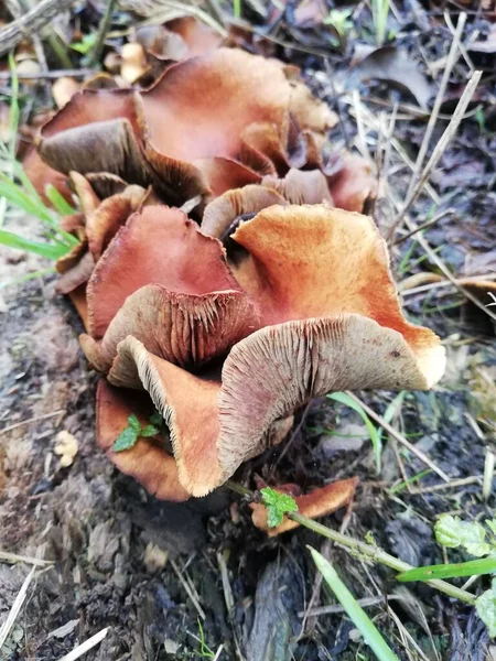 Große Pilze Die Zwischen Herbstblättern Wachsen Blick Von Oben Nahaufnahme — Stockfoto