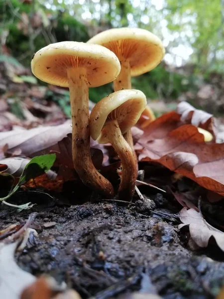 사이에서 자라는 버섯은 아래에서 바라본다 자연과 버섯을 가까이 — 스톡 사진