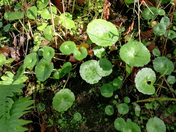 Güneşte büyüyen küçük yeşil yapraklar.