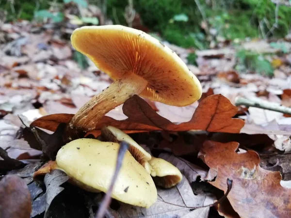 Kleine Fragiele Paddenstoel Groeit Tussen Herfstbladeren Uitzicht Vanaf Top Close — Stockfoto