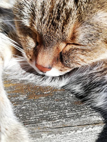 Slapende Kat Genieten Van Zon — Stockfoto