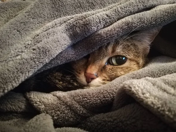 Battaniyeye gizlenmiş uyuyan kedi