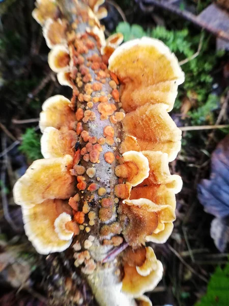 Yellow Mushrooms Een Tak — Stockfoto