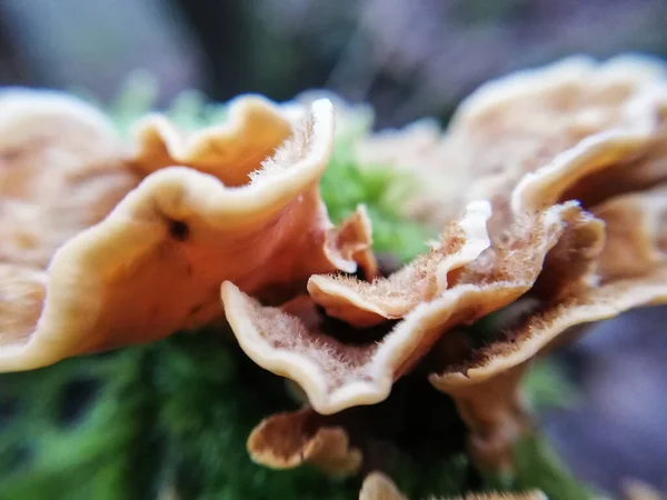 Nahaufnahme Von Winzigen Pilzen Makrofotografie Wald — Stockfoto